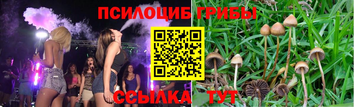 Псилоцибиновые грибы Psilocybine cubensis  Галлюциногенные грибы прущие грибы  Пугачёв  Вход с VPN 